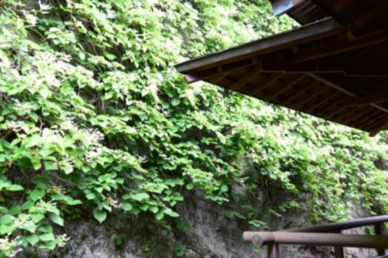 本堂裏手の岩壁に咲くイワガラミ(2015年5月29日撮影)