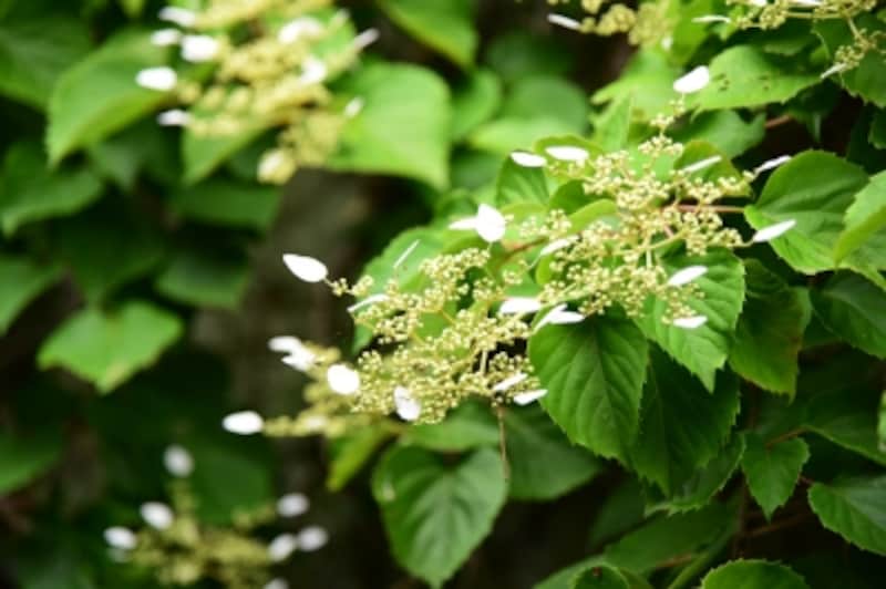ヤマアジサイに似た白い花を咲かせる