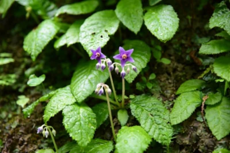イワタバコ(2015年5月29日撮影)