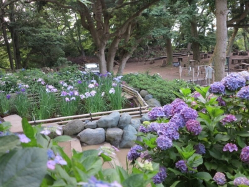 葛原岡神社境内のアジサイ(写真提供：葛原岡神社undefined2013年6月17日撮影)