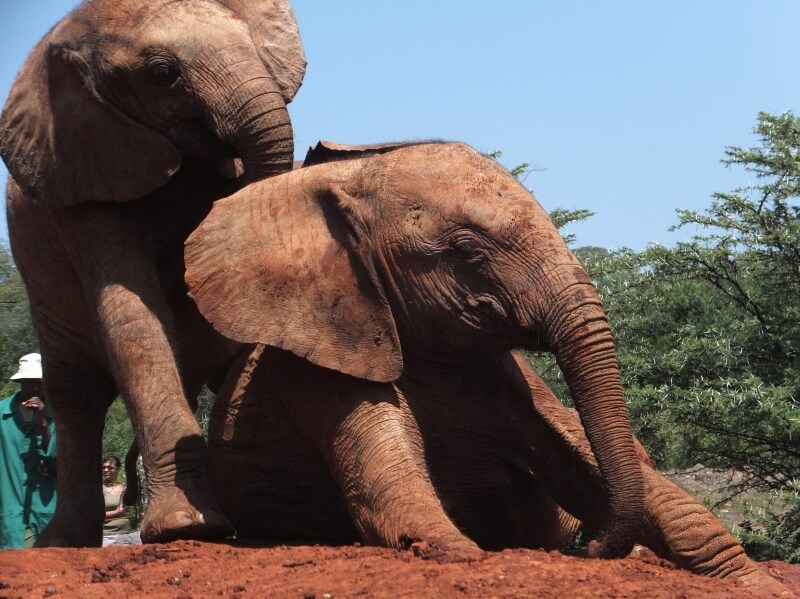 babyelephants
