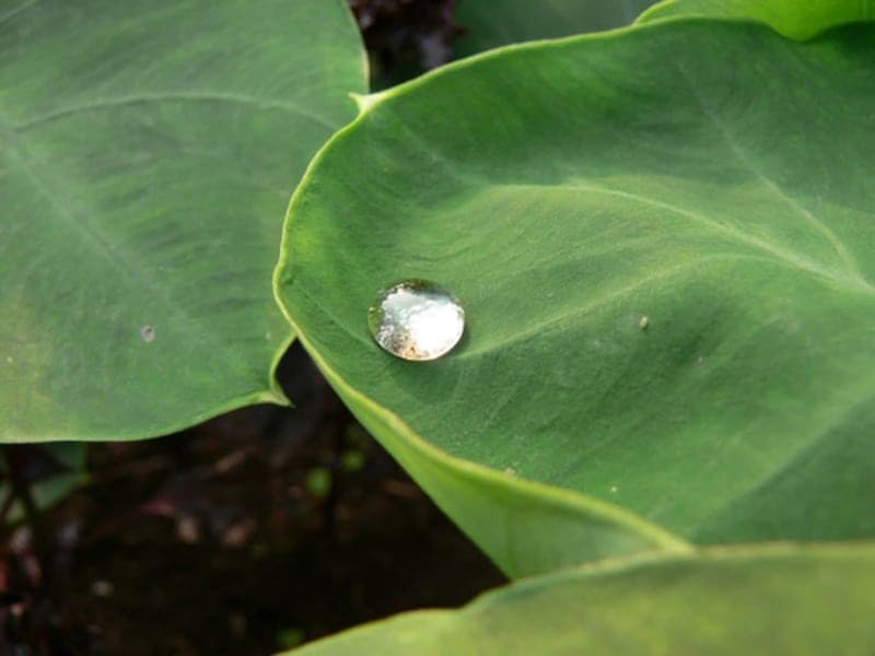 七夕飾り・笹飾りの短冊に書く際、里芋の葉にたまった夜露で墨をする風習があります