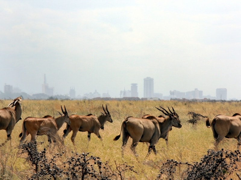 eland