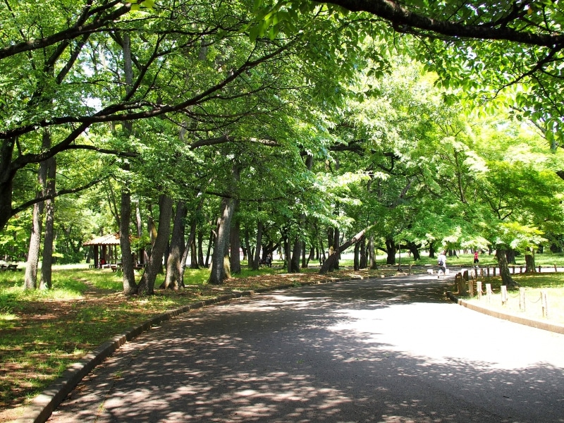 新緑で鮮やかな緑が素敵！