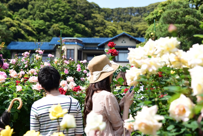 鎌倉文学館のローズガーデン