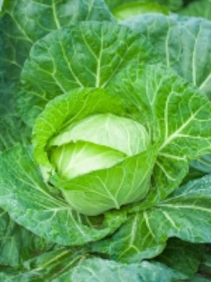 瑞々しいキャベツのイメージ画像