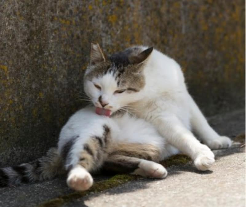 猫は何度も吐く動物 とはいえ 吐き続ける場合など心配な嘔吐とは 猫 All About