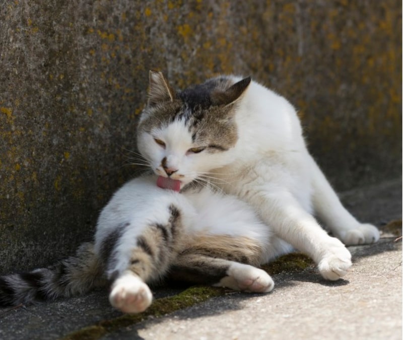 猫はよく吐く動物！とはいえ心配な嘔吐とは？