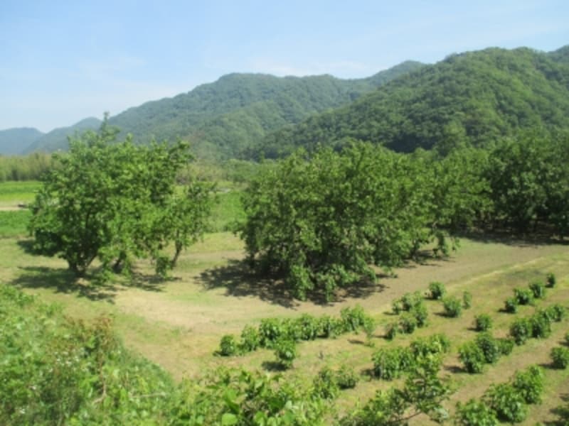 豊かな自然の中に広がる「桜江町桑茶生産組合」の桑畑
