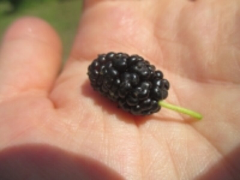 愛らしい桑の実。甘酸っぱくて美味しい！