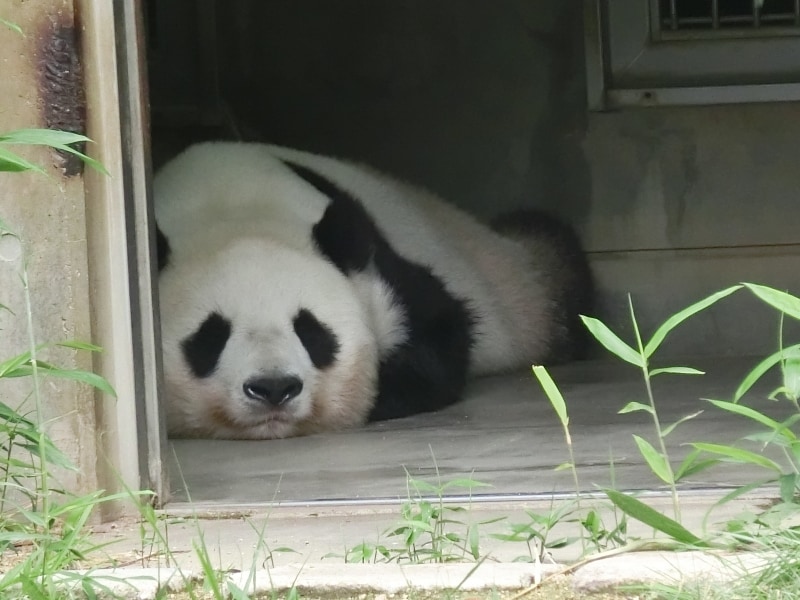 パンダ寝そべり