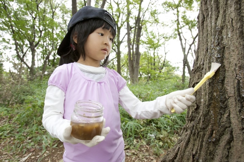 秘密のミツを木にぬる。樹液っぽく、やや厚めにぬるのがコツ!