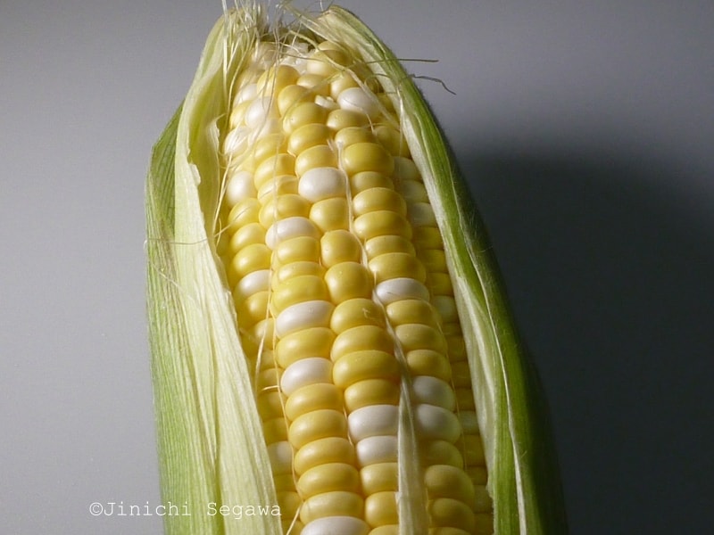 撮影ホワイトボックス