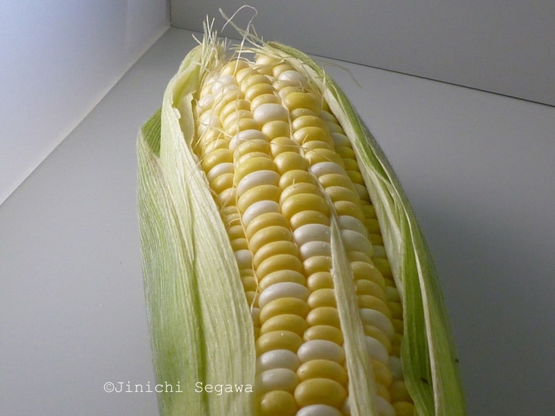 撮影ホワイトボックス