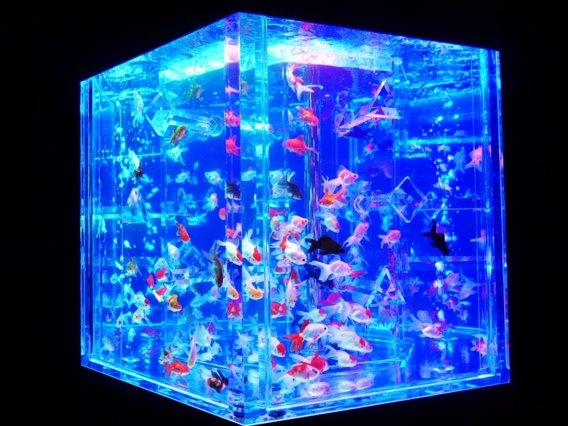 水槽の中を泳ぐ無数の金魚