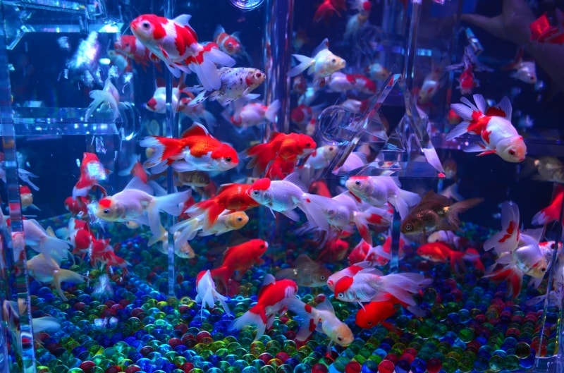 カイドリウム３D