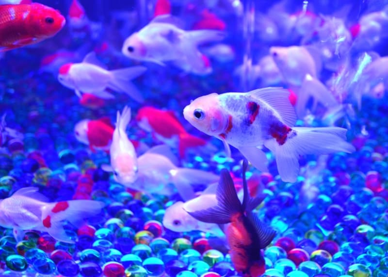 涼しげに泳ぐ金魚たち