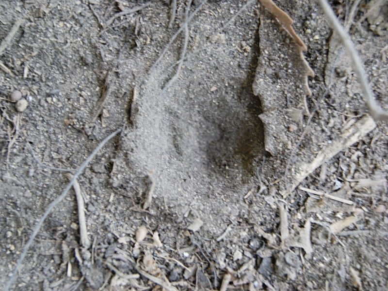 アリジゴクの巣