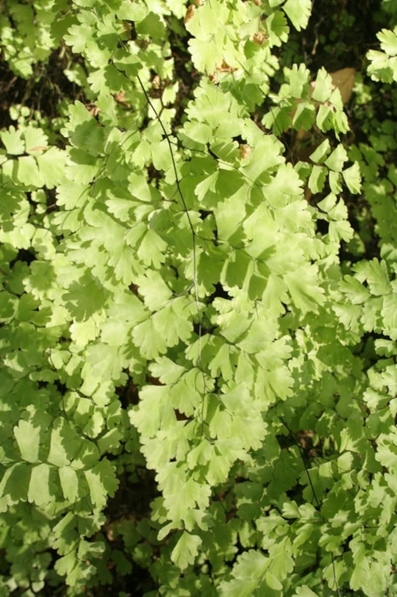 涼やかな緑の葉を揺らすホウライシダ