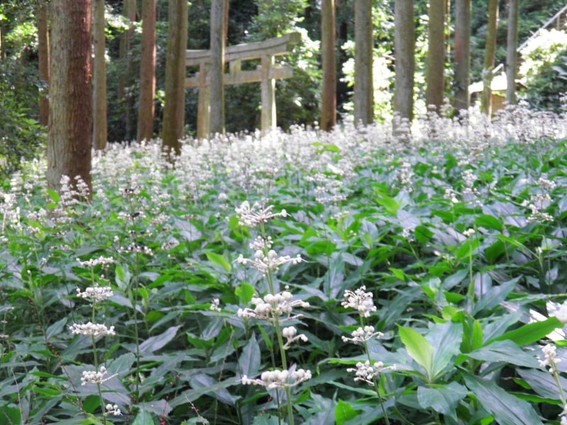 一面に咲くヤブミョウガの花