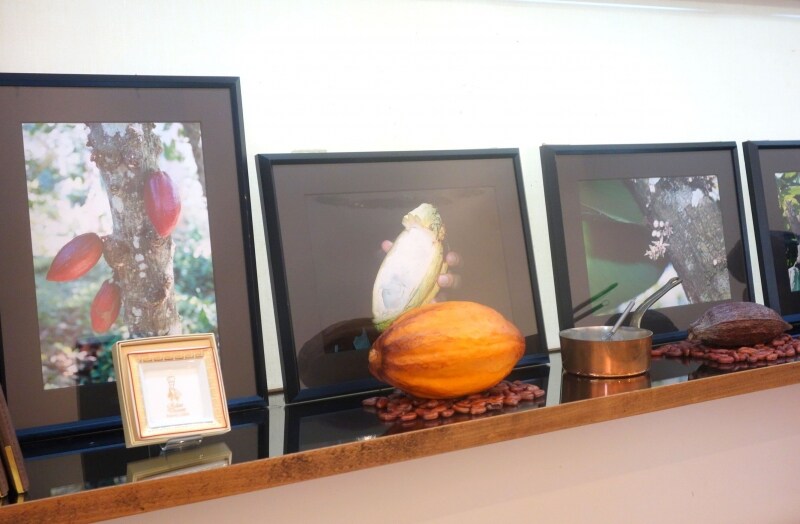 カカオの種のまわりのパルプ