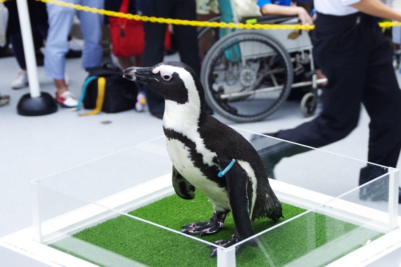 エプソン アクアパーク品川