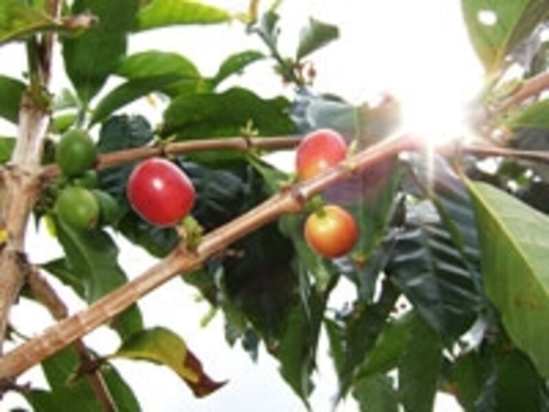 ドトールコーヒー農園では、熱帯の花々が咲くフラワーガーデンが見学可能