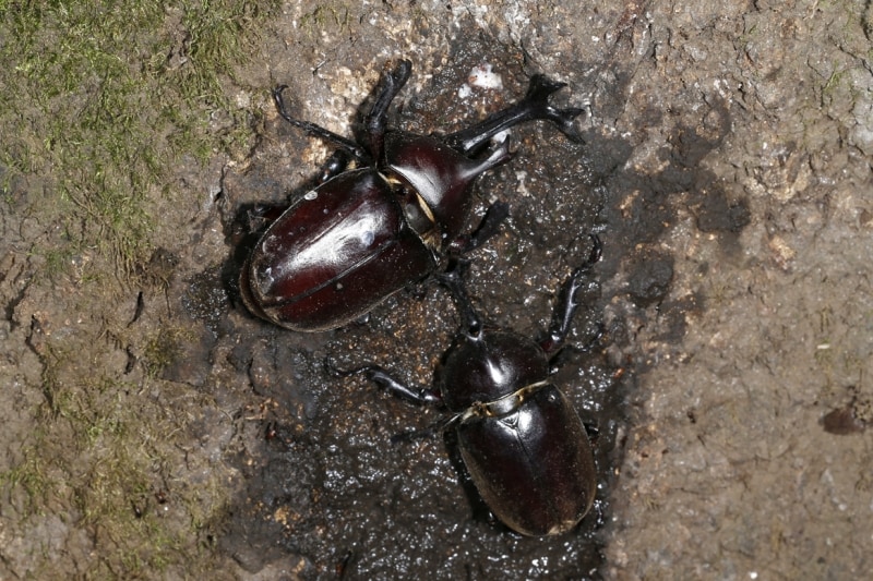 カブトムシを発見!　さぁ、どこをつかむ??