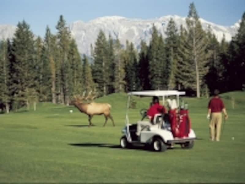 鹿登場！プレイも中断？undefined写真提供：トラベルアルバータ