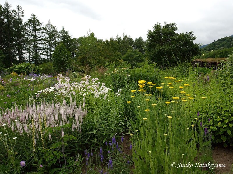 「風のガーデン」より
