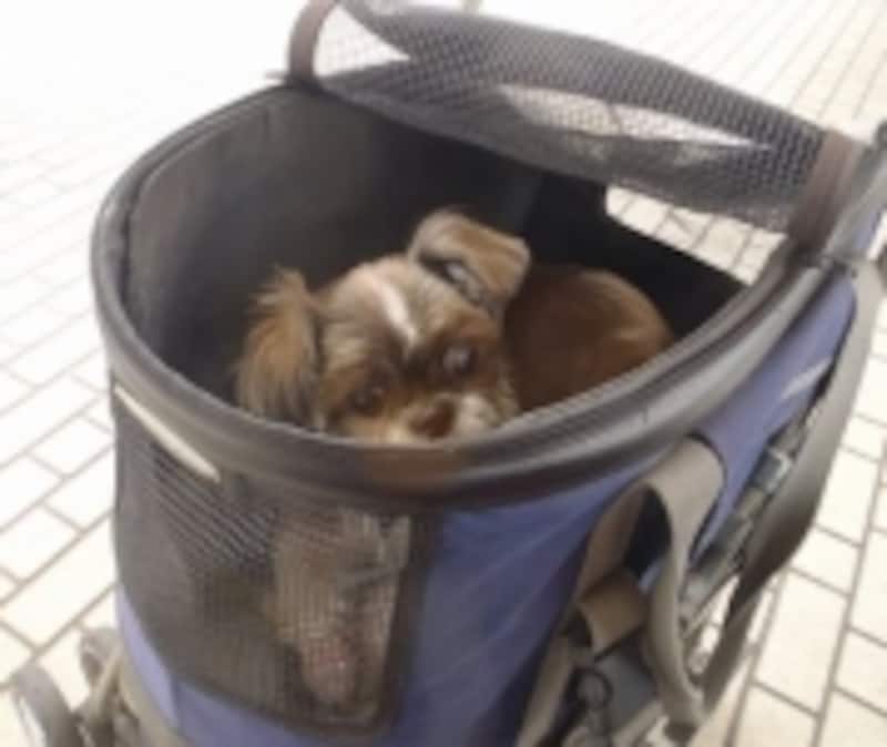 旅行中の犬