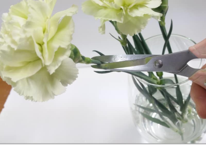 カーネーション生花