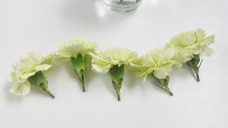 カーネーション生花