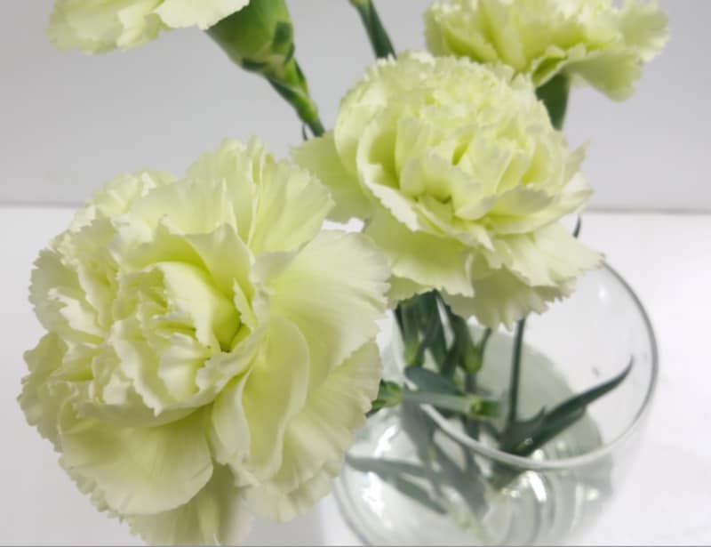 カーネーション生花