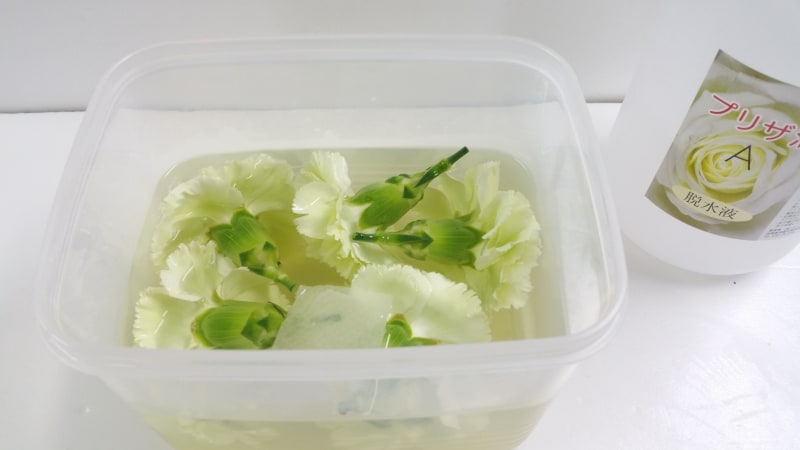 カーネーション生花