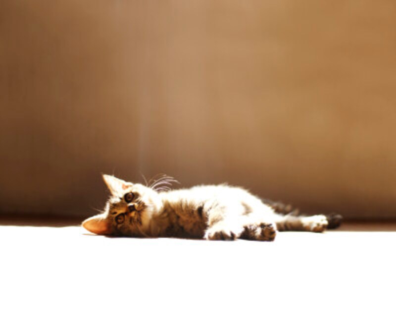 暑い夏 猫が体調を崩さないために 猫が一番苦手なのは 猫 All About