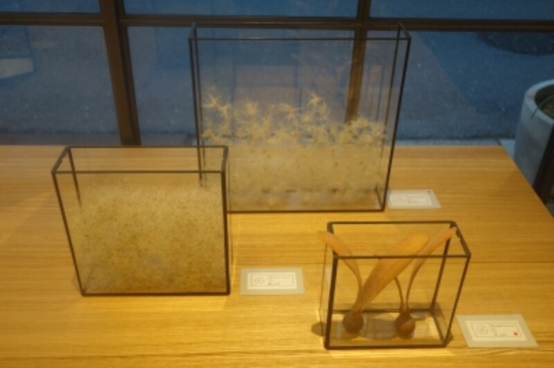 植物が入ったガラスのオブジェ。前回展示していたRARI YOSHIOさんとのコラボ作品。