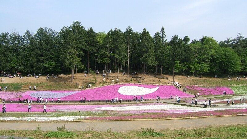 5月の連休前後に見頃となる羊山公園の芝桜