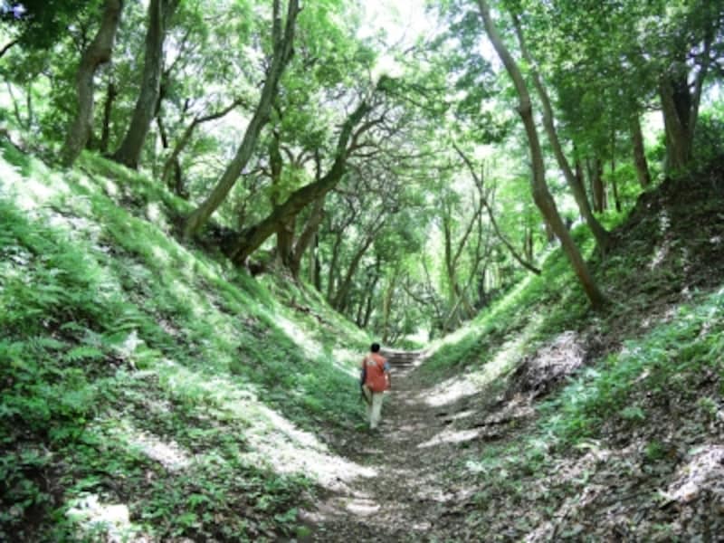 小峯御鐘ノ台大堀切(東堀)を歩く