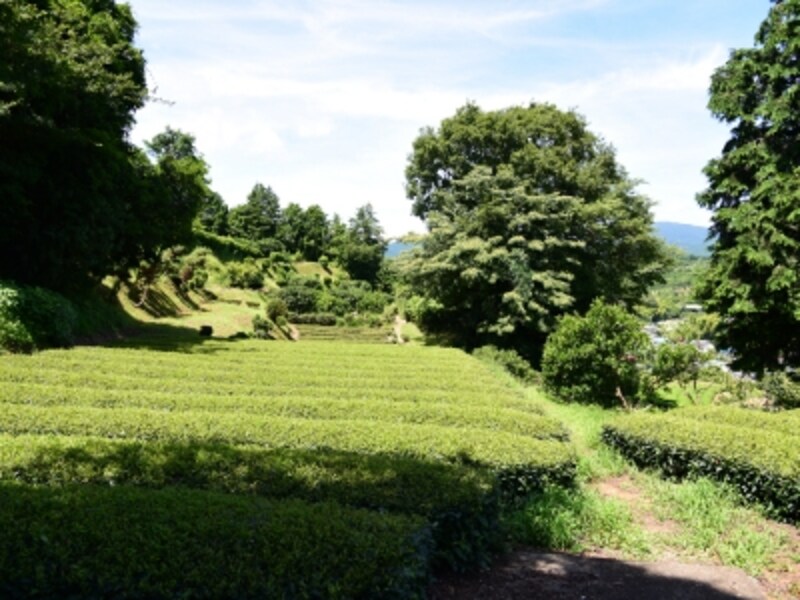 総構の堀は、今は茶畑になっている部分もある