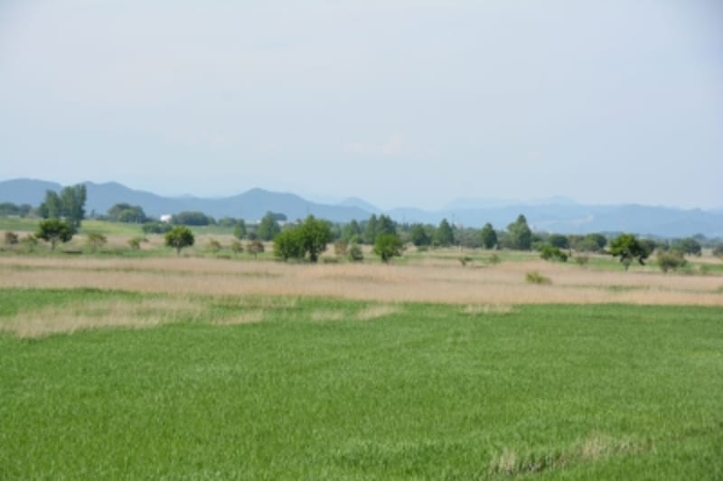 ラムサール条約登録湿地 渡良瀬遊水地の豊かな自然 埼玉の観光 旅行 All About