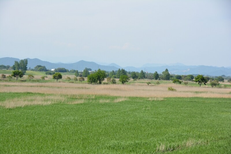 調整池を覆うヨシ原