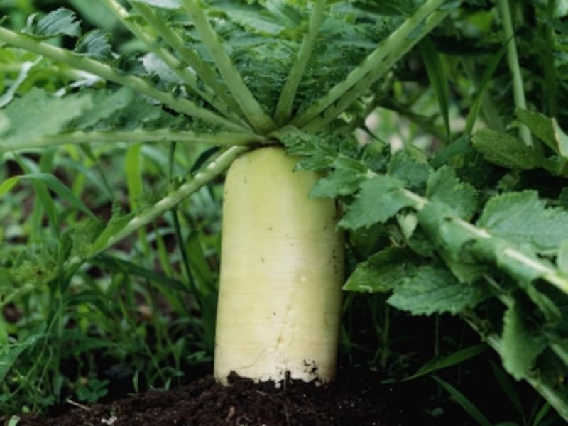 大根、ニンジン、ジャガイモ、里芋、玉ねぎ、ネギ……。土の中で育つ野菜はたくさんあります