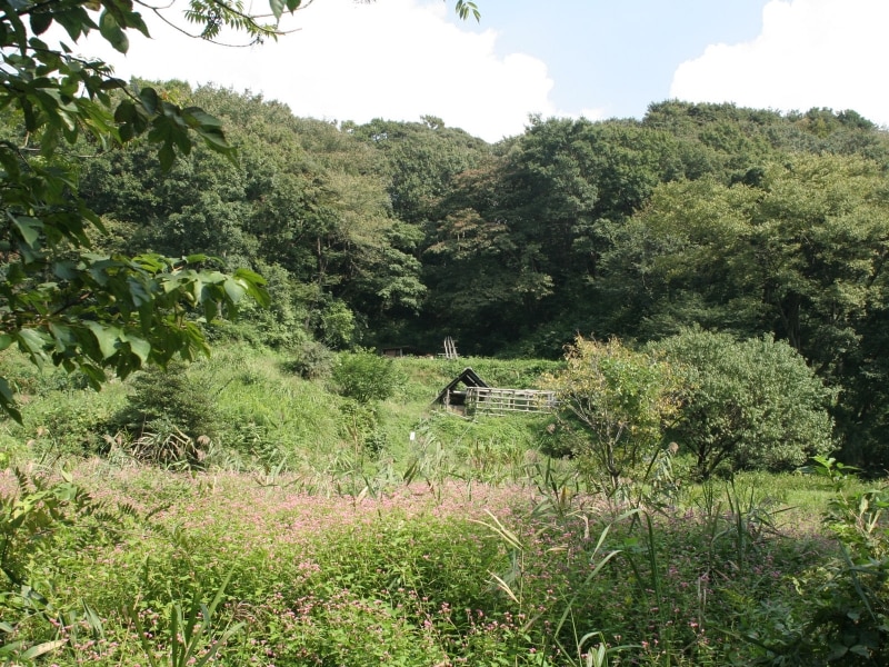 10月ごろ、赤いお花が一面に咲く湿地