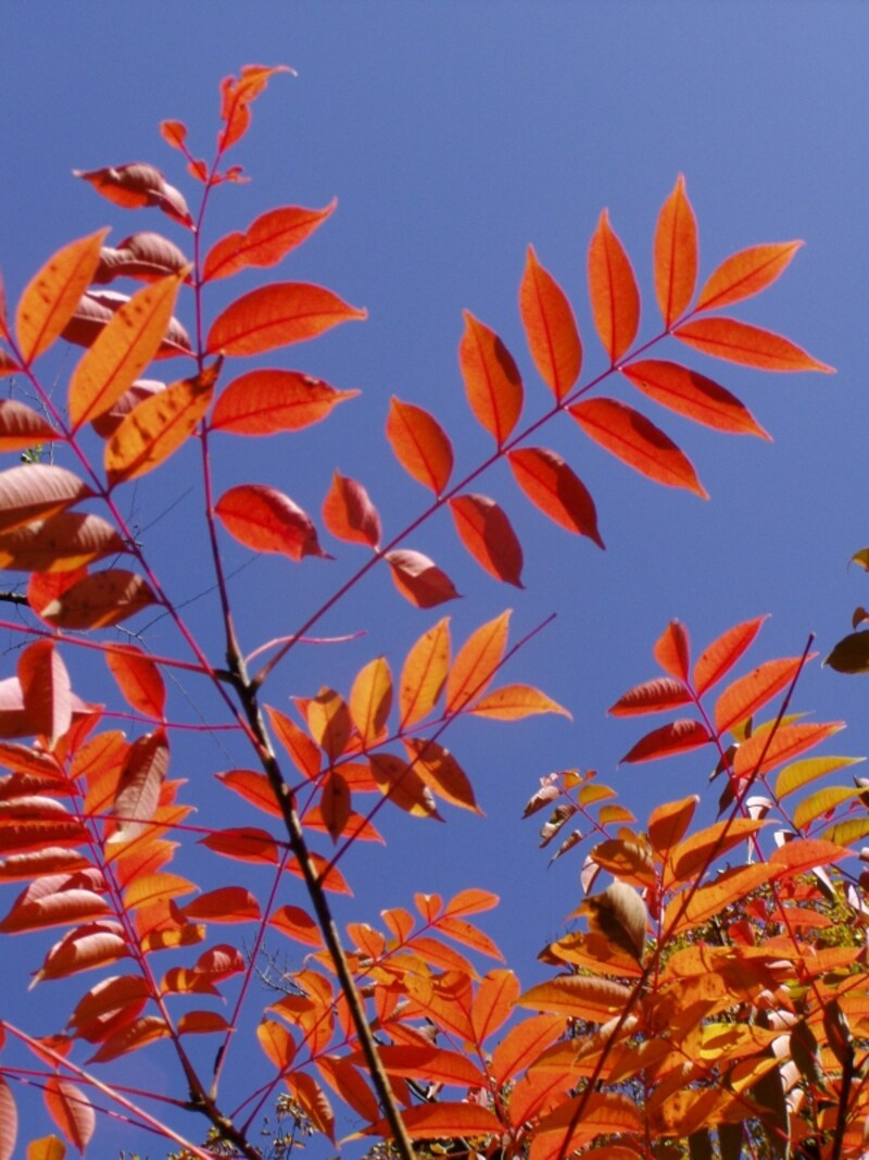 ハゼの紅葉