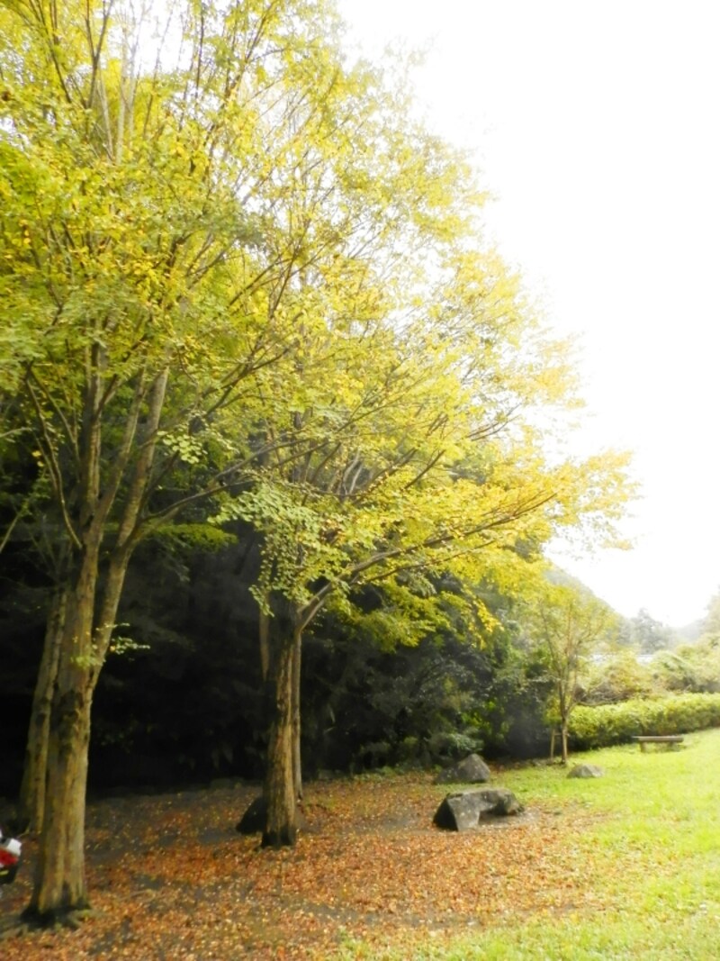 秋、黄色く色づいたカツラの林
