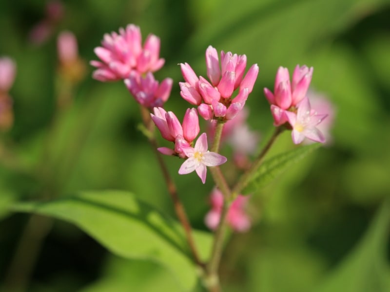 オオミゾソバの花