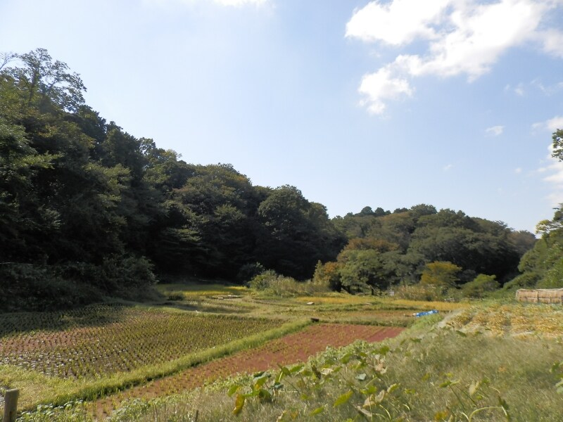 昔ながらの里山の自然が残る鎌倉中央公園