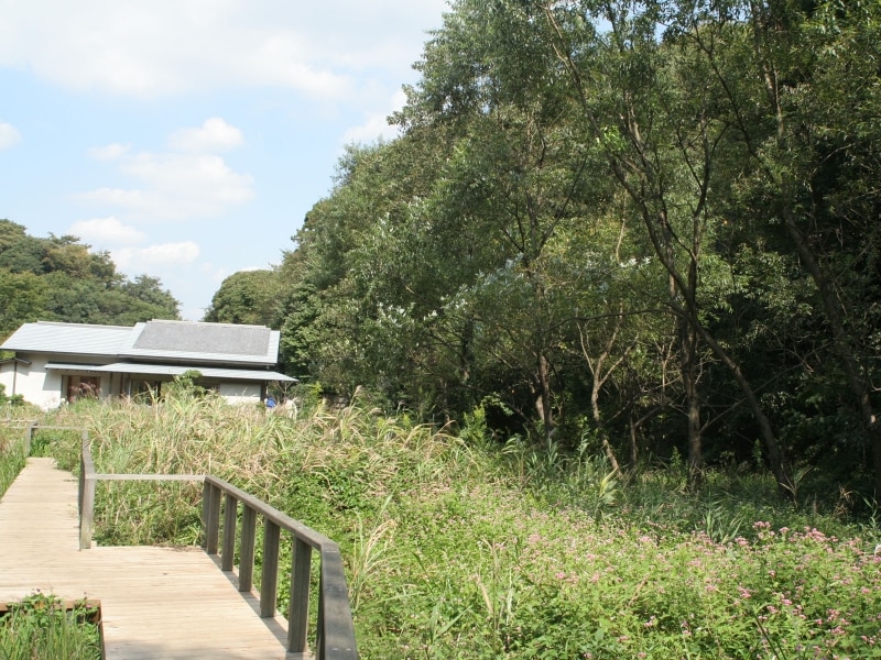 秋の花咲く湿性花園