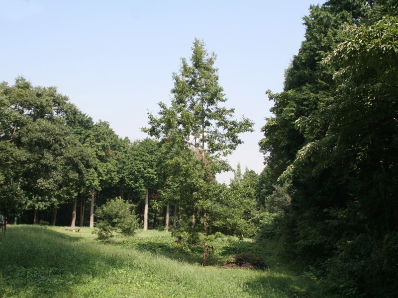 山道を登った上にある疎林広場